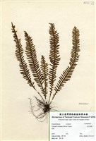 藏品(密毛蒿蕨)的圖片